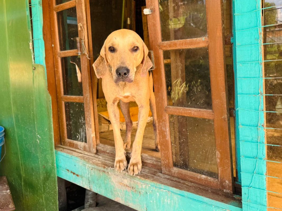 DIBEA e GOR realizam feirinha de adoção especial no dia 16 com cães acolhidos pelo município
