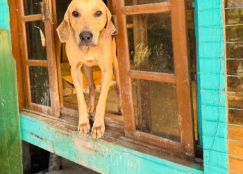 DIBEA e GOR realizam feirinha de adoção especial no dia 16 com cães acolhidos pelo município