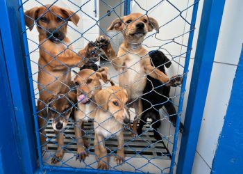 DABA reforça campanha de adoção e alerta para queda na procura por cães em Itapema