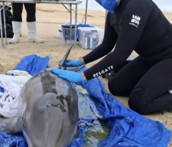 Golfinho resgatado em Laguna é escoltado até Florianópolis para reabilitação