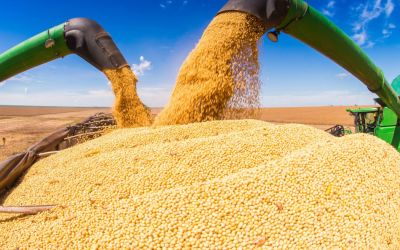 Agro aumenta produção de soja, mas vê lucro cair