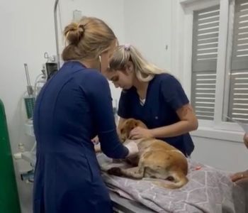 Atendimento do DABA de Itapema salva cão atropelado na BR-101 após recusa de socorro