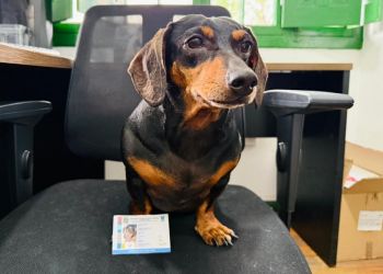 Itapema orienta tutores sobre cadastro gratuito no SinPatinhas para identificação de pets