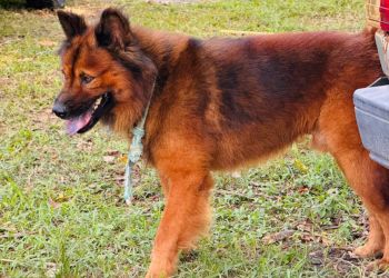 Itapema busca novos lares para 50 cães