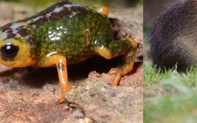 Biodiversidade insular: SC é refúgio do preá-de-moleques-do-sul e de nova descoberta na Serra do Tabuleiro