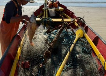 Abertura da pesca da tainha acontece amanhã (1º de maio) em Itapema