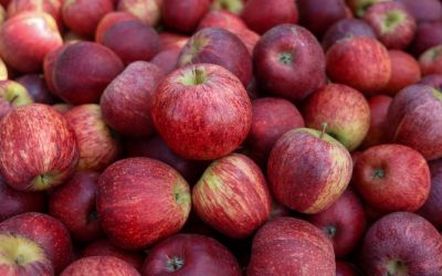 Santa Catarina agora pode exportar maçã diretamente pelos portos catarinenses
